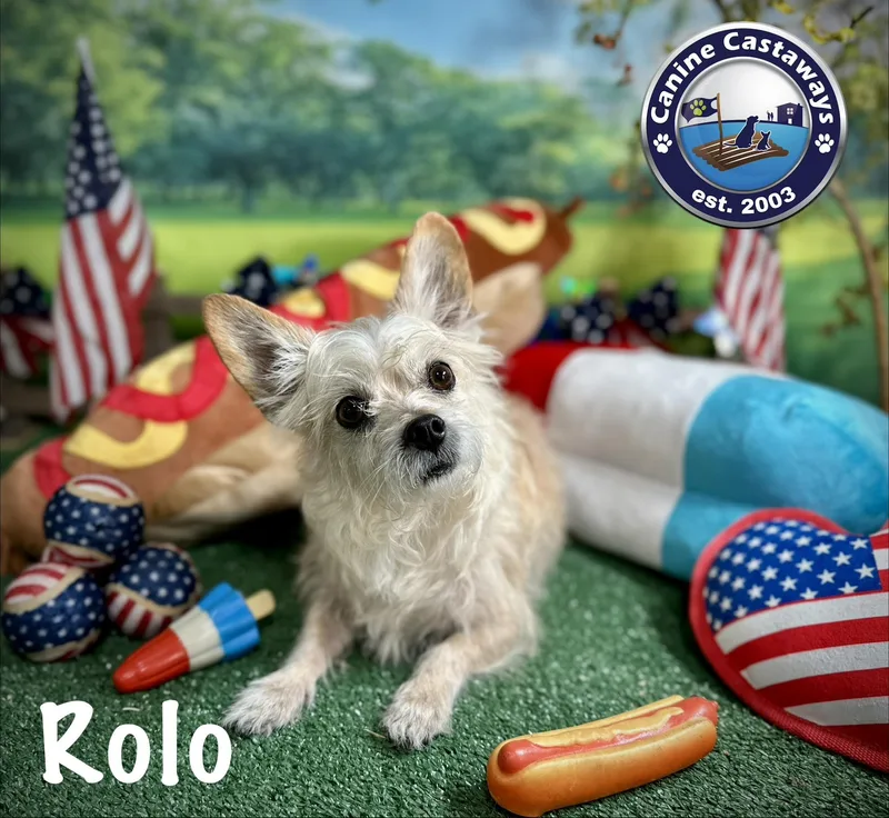 Rolo thumbnail 3