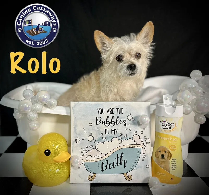 Rolo thumbnail 4