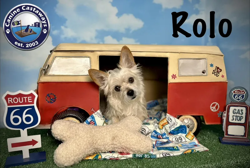 Rolo thumbnail 5