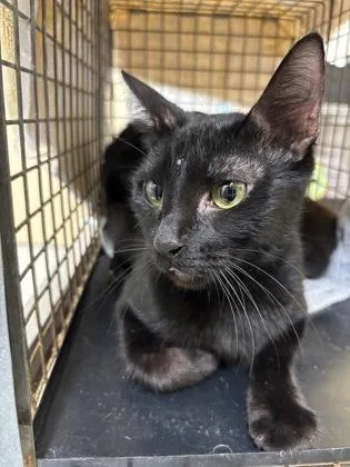 An adult small-sized female Domestic Short Hair cat named Nike for adoption in Honolulu, HI