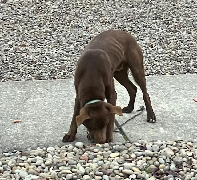 Brownie thumbnail 2
