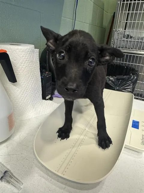 A baby small-sized male American Staffordshire Terrier dog named Twister for adoption in Grand Prairie, TX