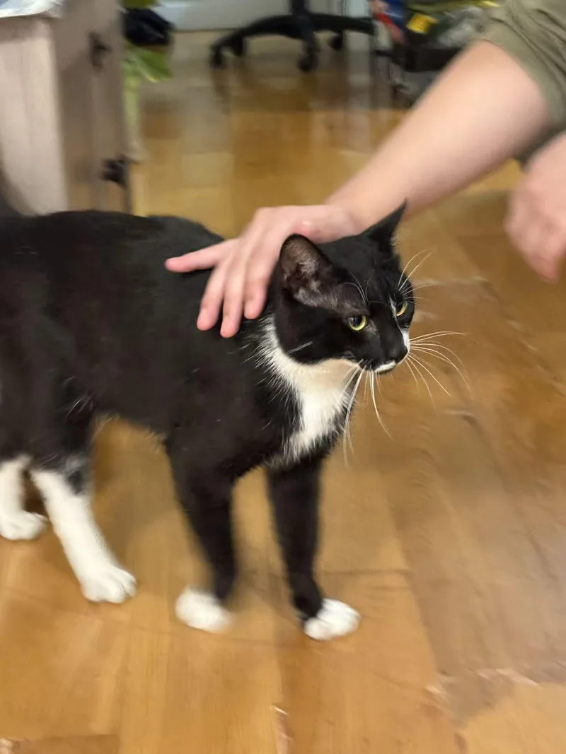 Dumpling thumbnail 2