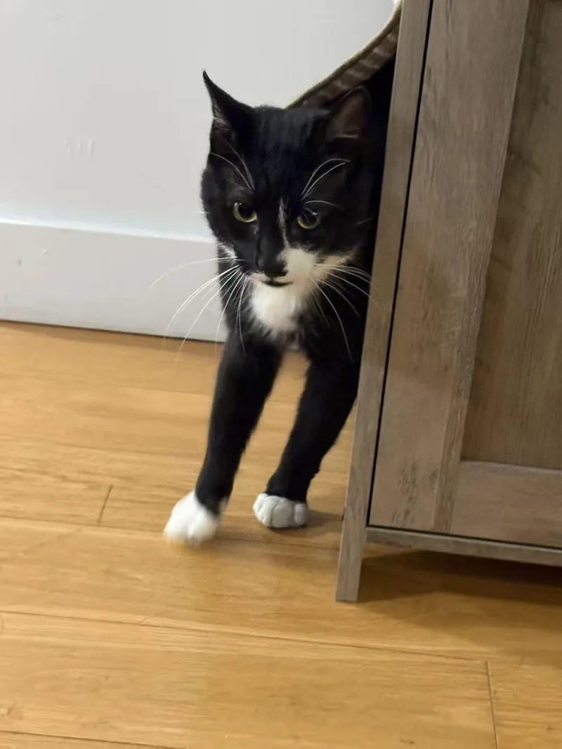 Dumpling thumbnail 3