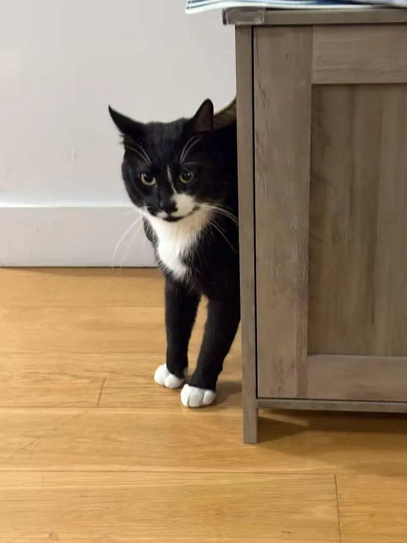 Dumpling thumbnail 4