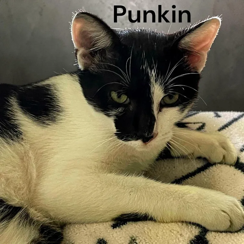 A young medium-sized male Black & White / Tuxedo Domestic Short Hair cat named Punkin for adoption in Weems, VA