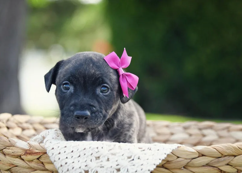 A baby medium-sized female Terrier dog named Grau for adoption in Salt Lake City, UT