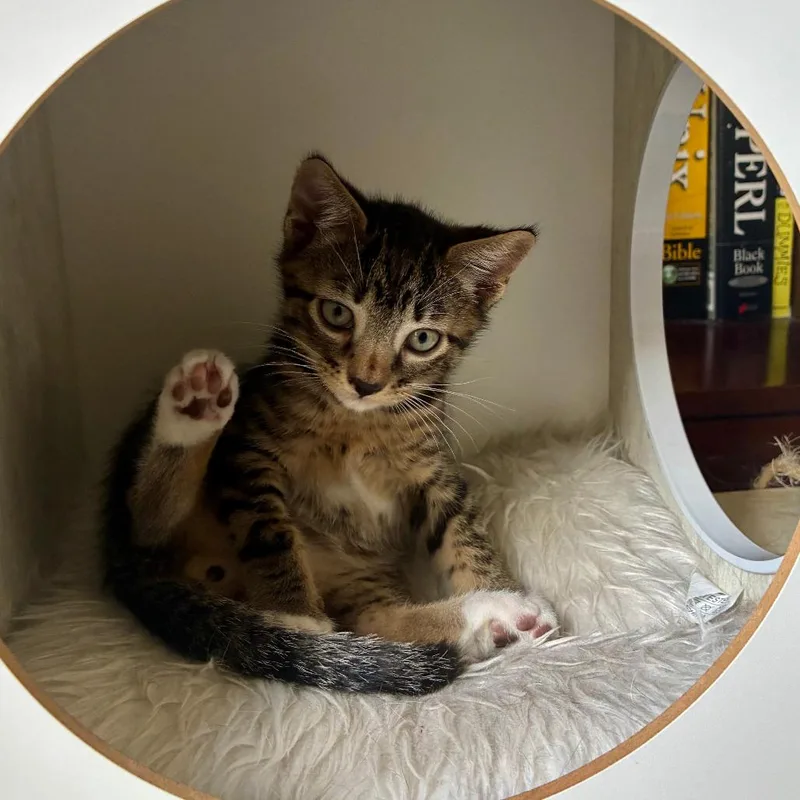 A baby small-sized male Gray / Blue / Silver Domestic Short Hair cat named Alvin for adoption in Fort Lauderdale, FL