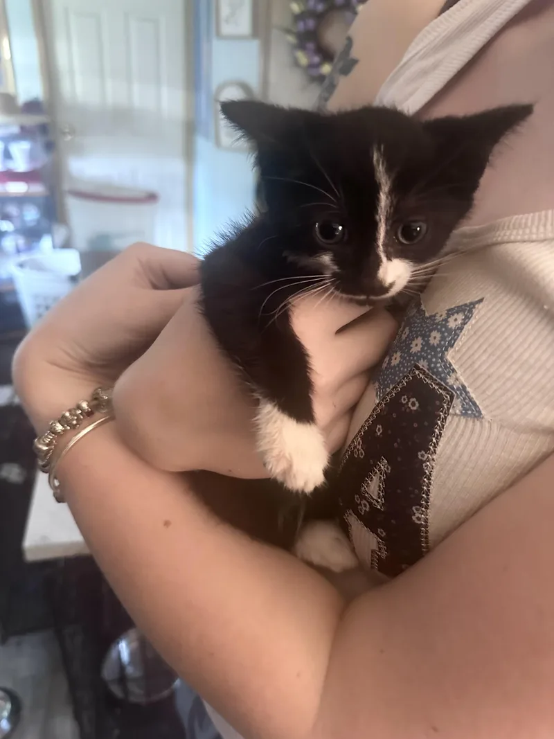 A baby medium-sized male Black & White / Tuxedo American Shorthair cat named Chili for adoption in Salisbury Mills, NY