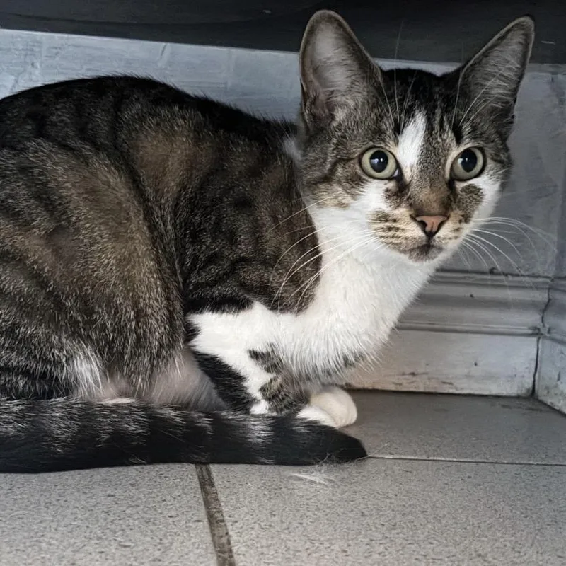 An adult small-sized female Gray / Blue / Silver Domestic Short Hair cat named Belle for adoption in Long Beach, CA