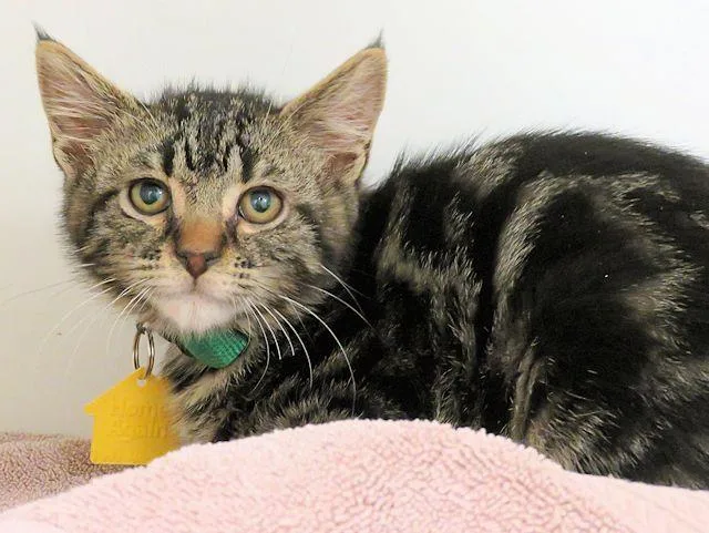 A young small-sized male Domestic Short Hair cat named Dennis The Menace for adoption in Oklahoma City, OK