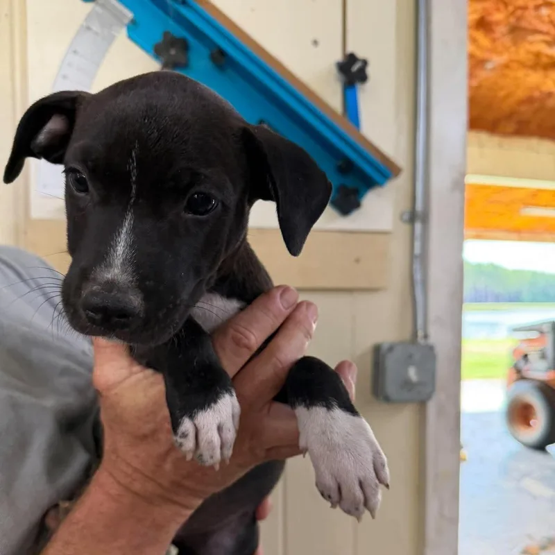 A baby medium-sized male Black Pit Bull Terrier dog named Country Star litter Johnny for adoption in Semmes, AL