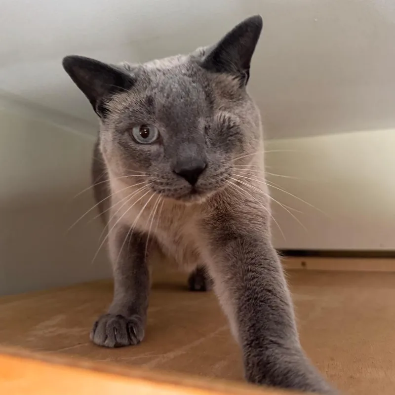 An adult large-sized male Gray / Blue / Silver Siamese cat named Nyx for adoption in Concord, NH