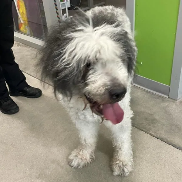 An adult large-sized female Standard Poodle dog named Periwinkle for adoption in Des Moines, IA