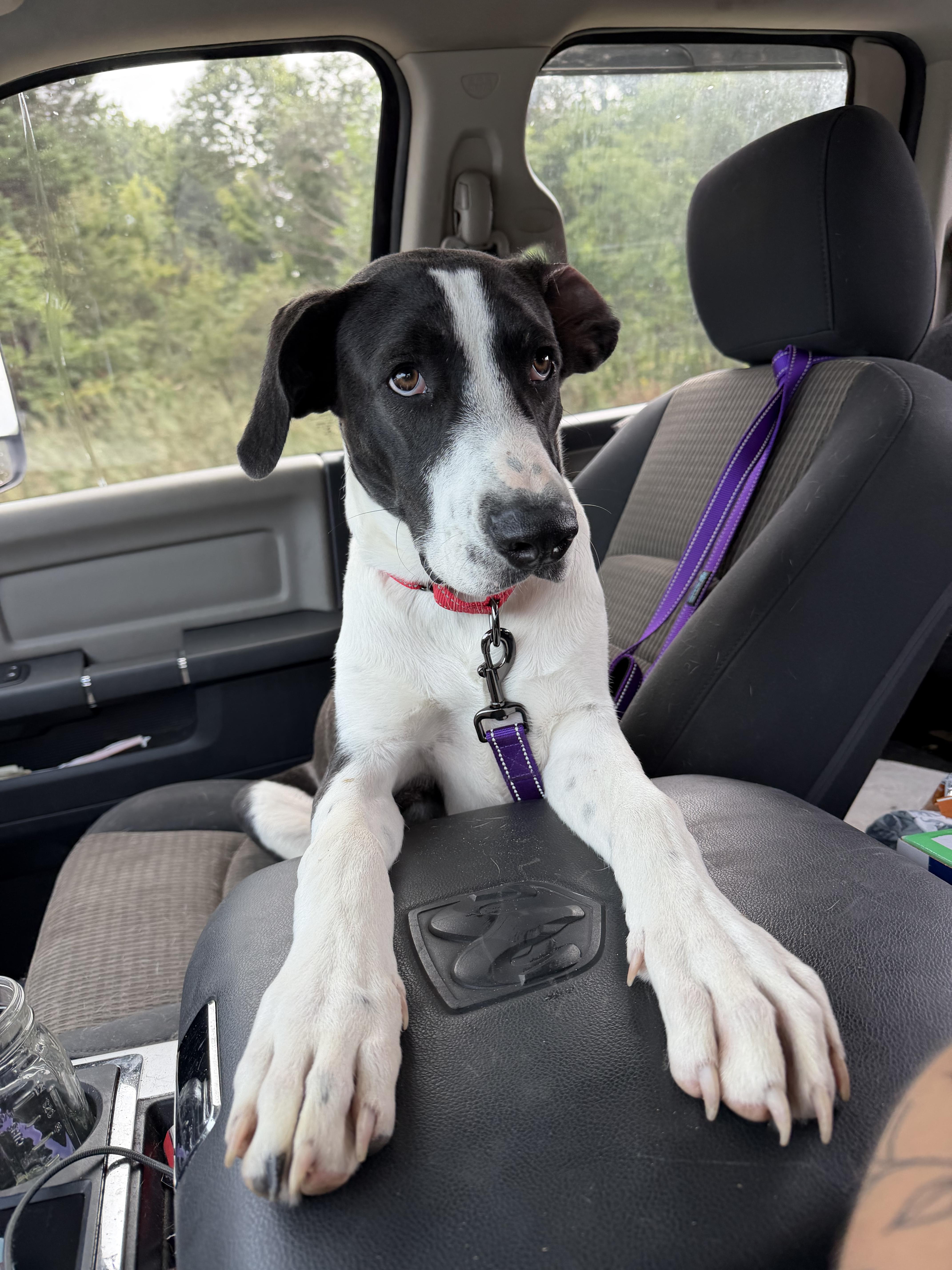 An adult large-sized male Coonhound dog named Baxter for adoption in fennville, MI