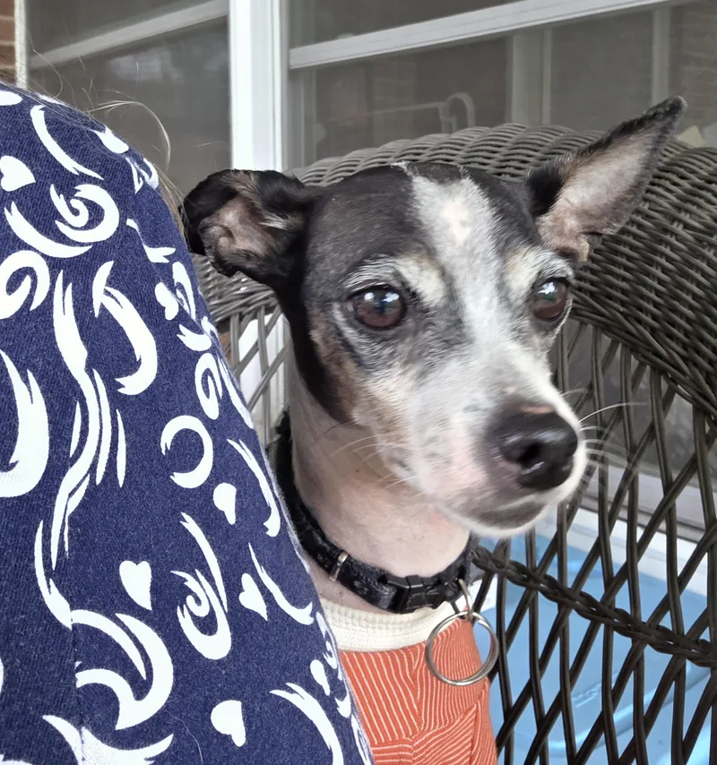 An adult small-sized female Black Italian Greyhound dog named Dobby for adoption in Cincinnati, OH