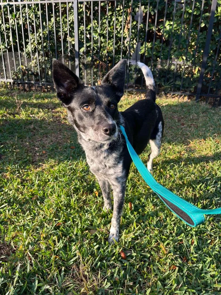 A young medium-sized female Australian Cattle Dog / Blue Heeler dog named Fifi for adoption in Orlando, FL