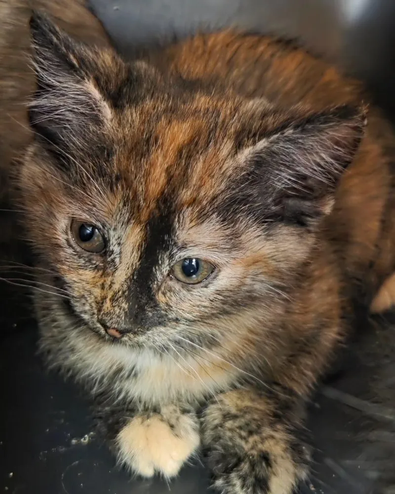 A baby small-sized female Domestic Short Hair cat named Kettle for adoption in Olean, NY
