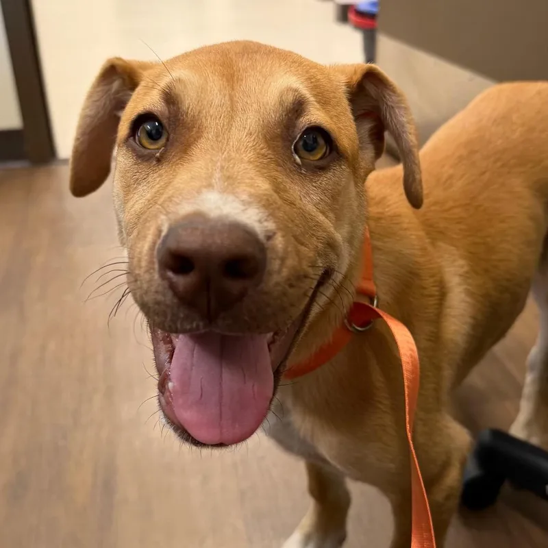 A baby medium-sized female Yellow / Tan / Blond / Fawn Mixed Breed dog named Hazel for adoption in League City, TX