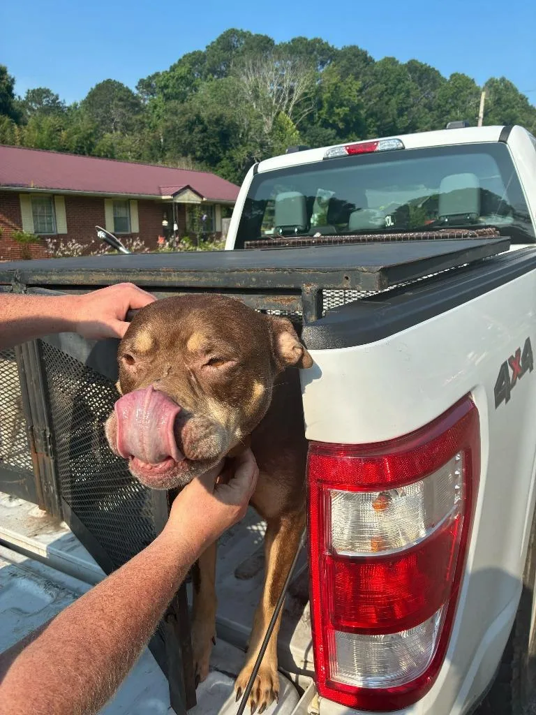 A senior large-sized male Pit Bull Terrier dog named Brady  Needs HW for adoption in Chickamauga , GA