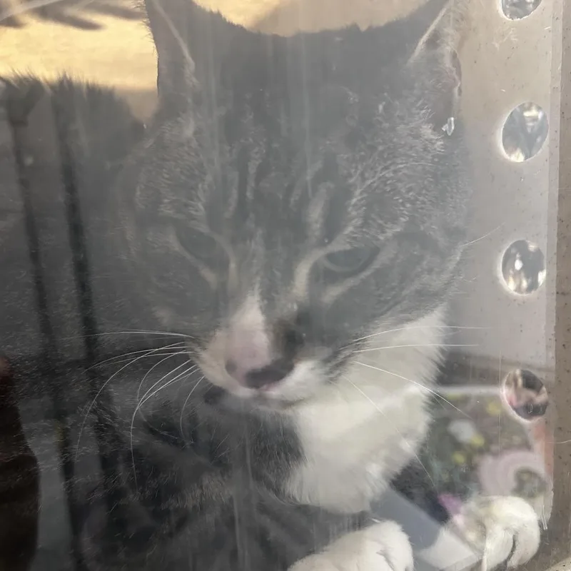 An adult extra large-sized male Black Domestic Short Hair cat named Cray for adoption in Philadelphia, PA