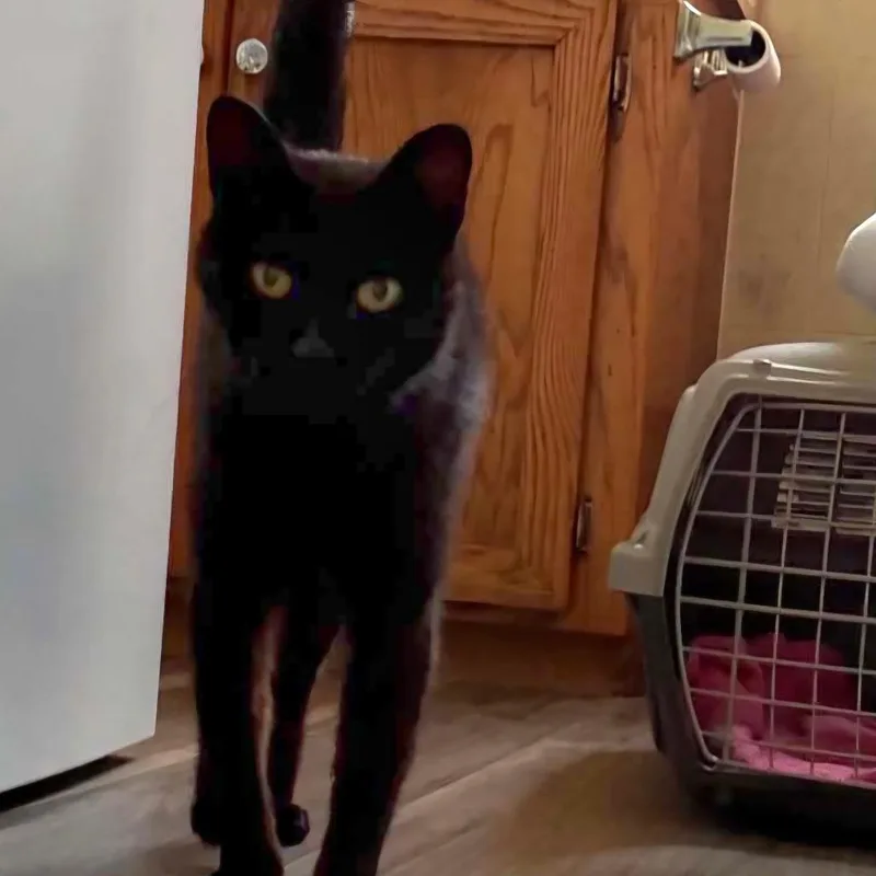 A senior medium-sized female Black American Shorthair cat named Salem for adoption in Bessemer, AL