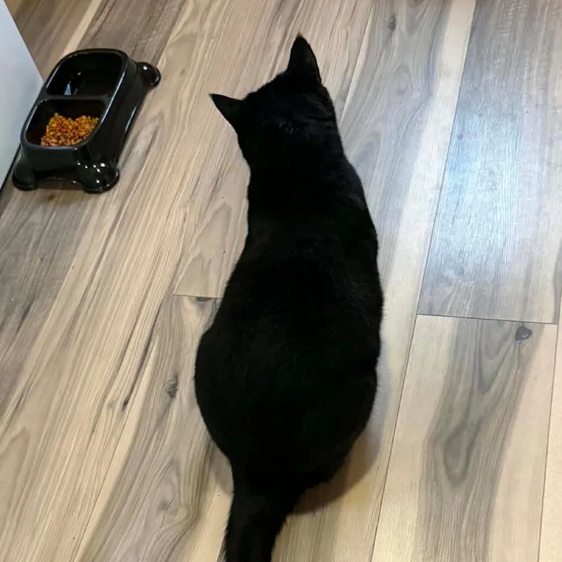 Salem thumbnail 2
