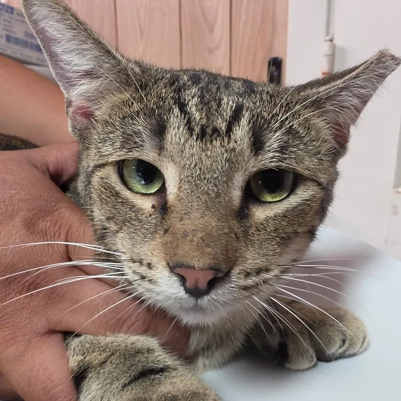 A young medium-sized male Brown / Chocolate Domestic Short Hair cat named Fischer for adoption in Leander, TX