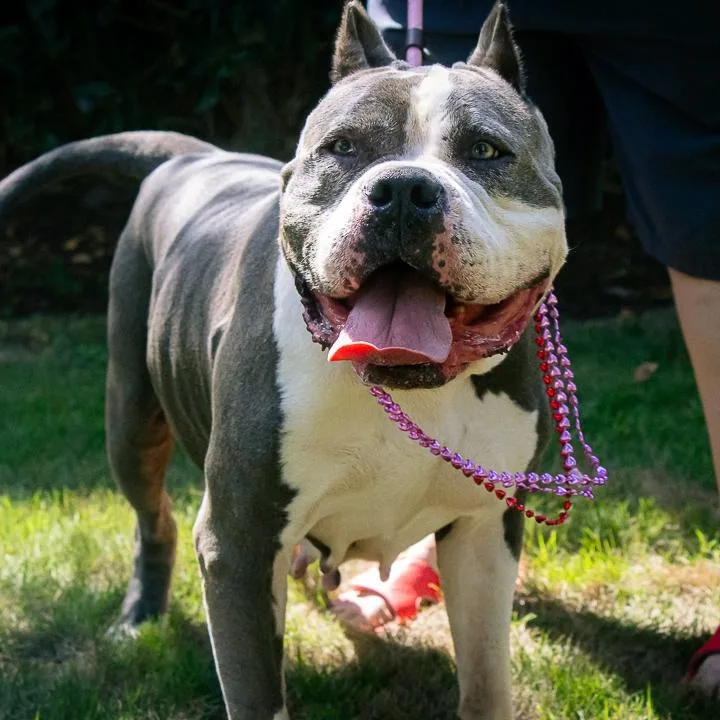 A senior large-sized female American Bully dog named Danielle for adoption in Houston, TX