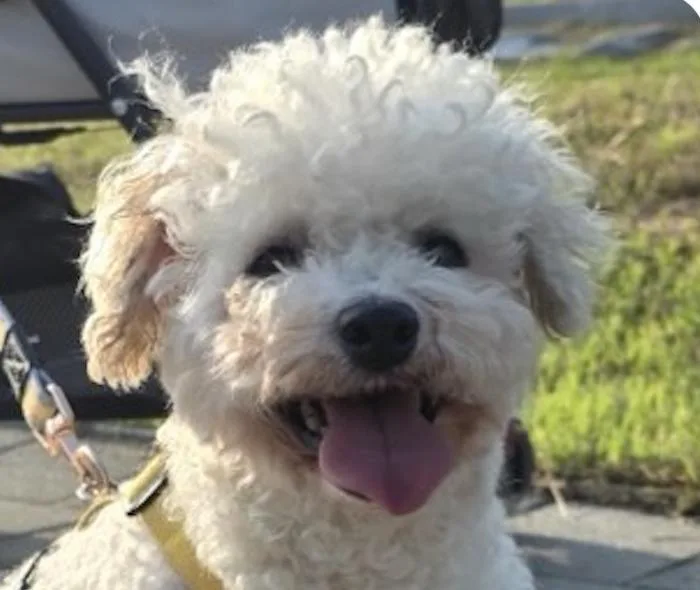 An adult small-sized female Bichon Frise dog named Suki for adoption in San Ramon, CA