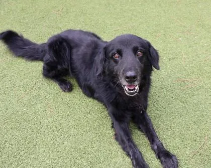 An adult large-sized male Mixed Breed dog named Mike for adoption in Athens, GA