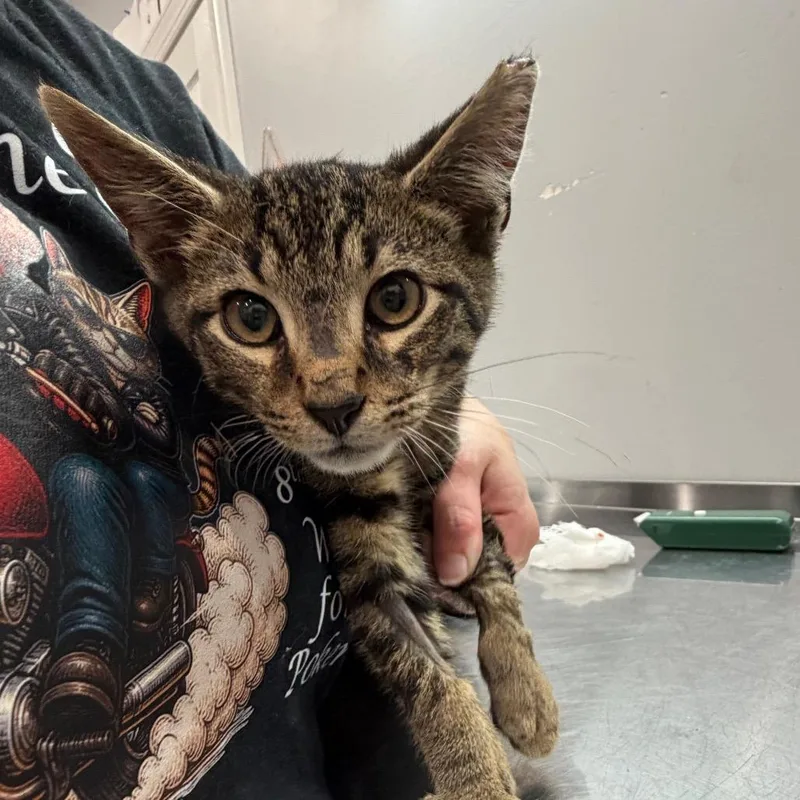 A baby small-sized male Brown / Chocolate Domestic Short Hair cat named Buster Scruggs for adoption in Fairmont, WV