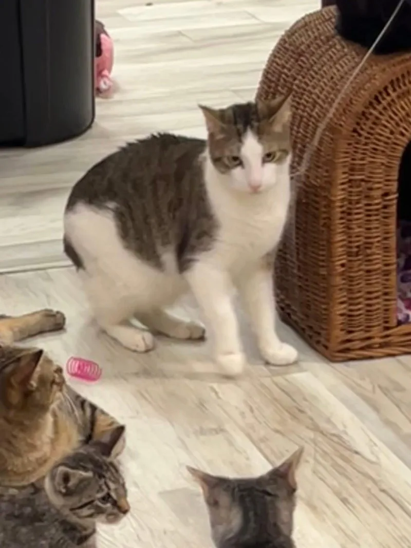 An adult medium-sized male White Domestic Short Hair cat named Chick Pea for adoption in Freeport, NY