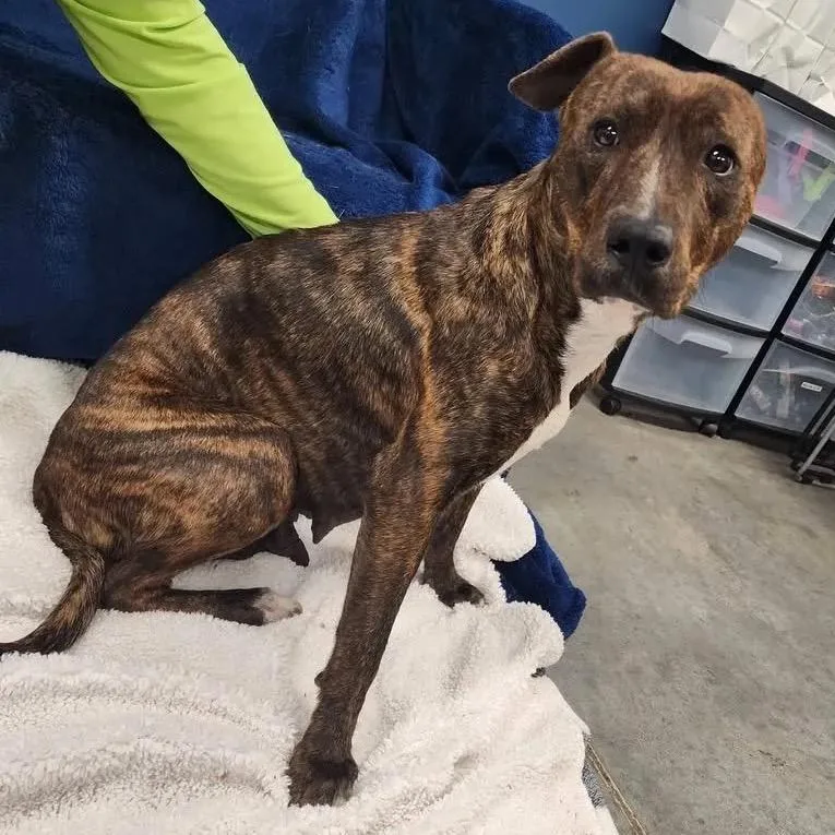 A young medium-sized female Brindle Hound dog named Mia Bella for adoption in Falls Church, VA