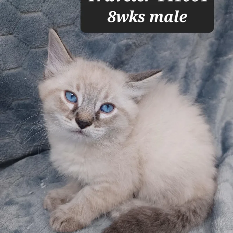 A baby small-sized male Siamese cat named Traveler for adoption in New Tazewell, TN