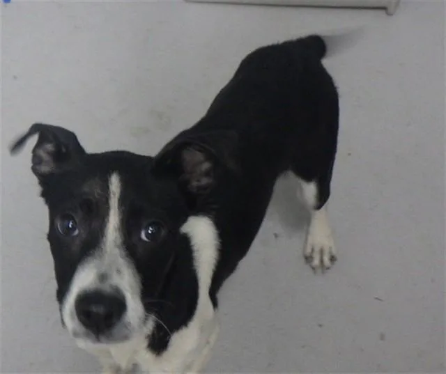 A young small-sized female Pit Bull Terrier dog named Sunshine for adoption in Augusta, GA