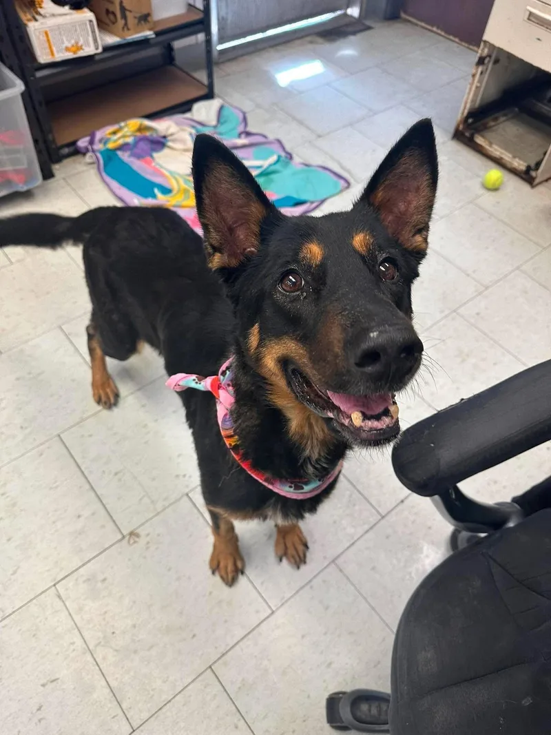 An adult large-sized female Bicolor German Shepherd Dog dog named Pickles for adoption in Sonora, CA