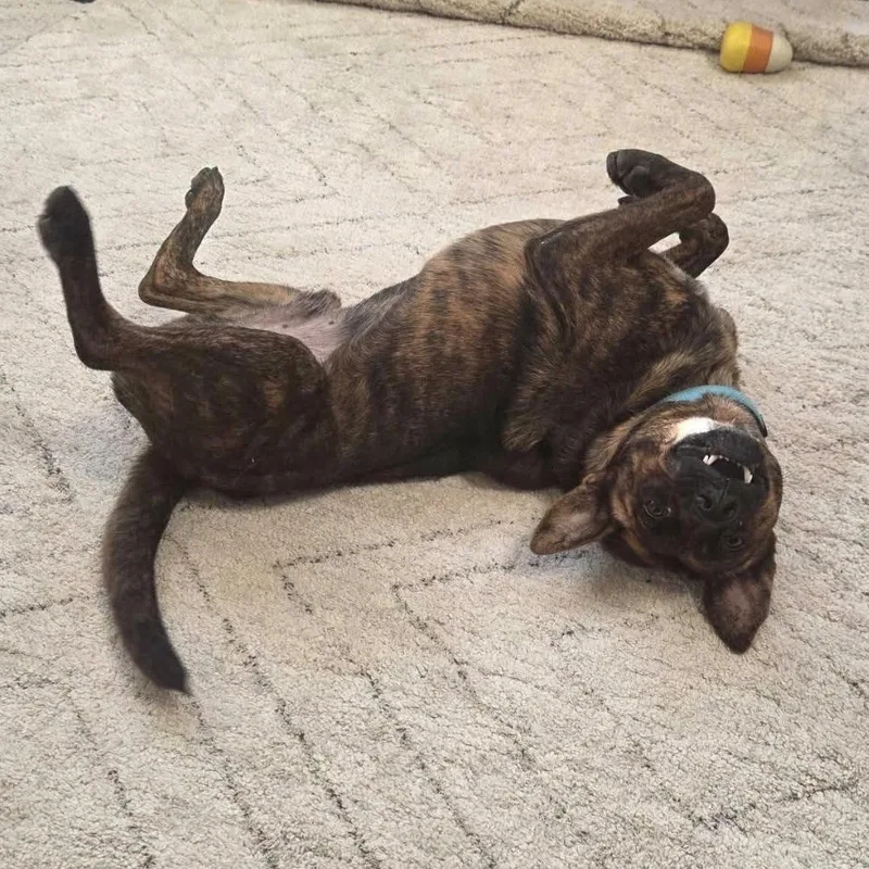 An adult medium-sized male Brindle Mountain Cur dog named Copper for adoption in Longview, TX