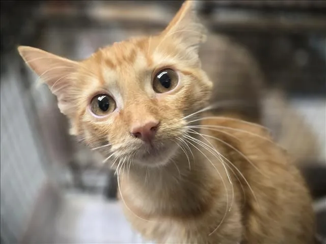 A baby medium-sized female Domestic Short Hair cat named Cleo for adoption in Los Angeles, CA