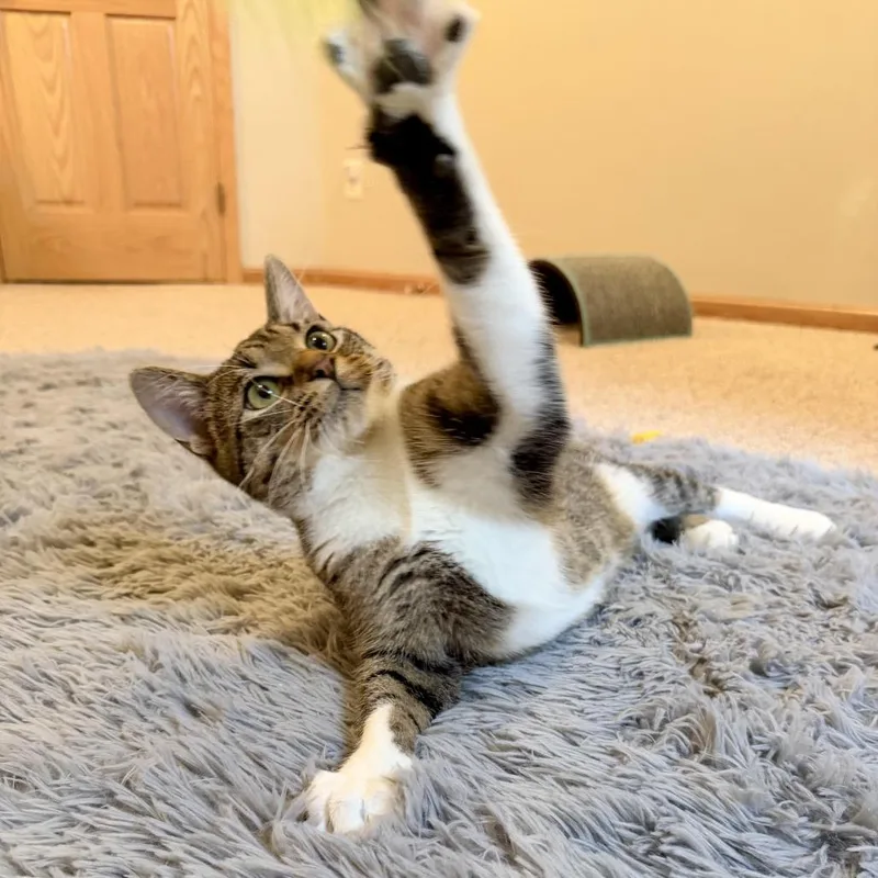 A young medium-sized male Brown / Chocolate Domestic Short Hair cat named Merganser C for adoption in Minnetonka, MN