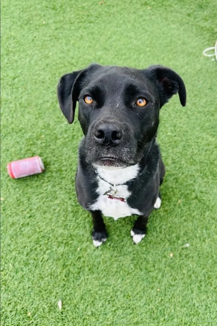 Harper & Bullet thumbnail 2