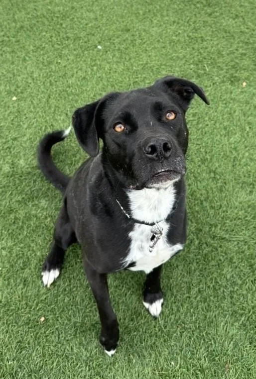 Harper & Bullet thumbnail 3