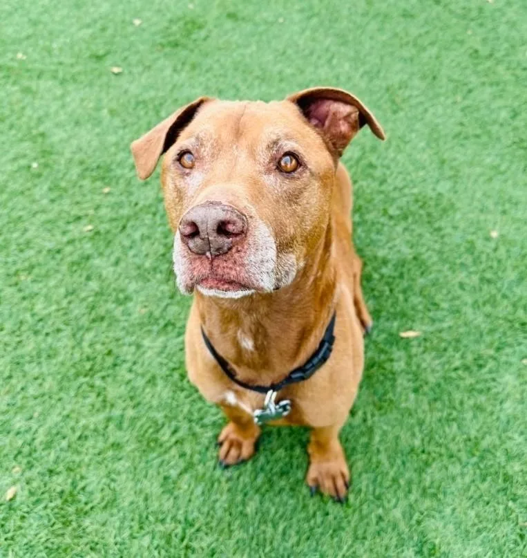 Harper & Bullet thumbnail 4