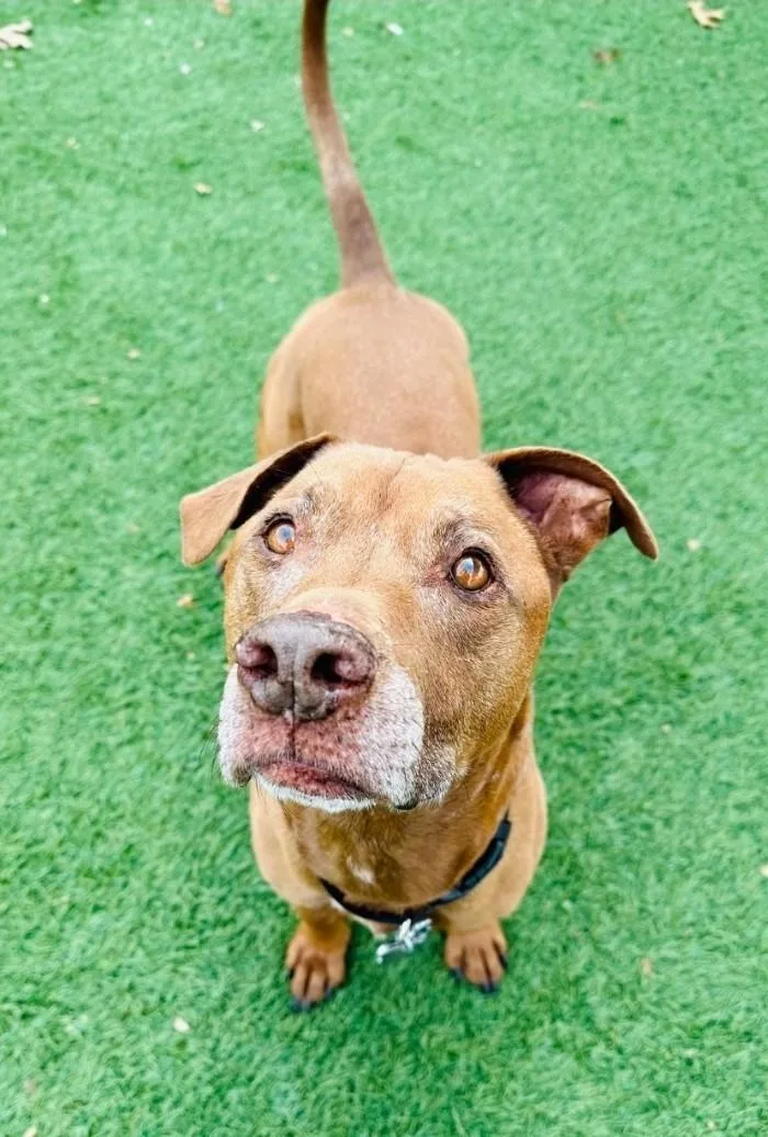 Harper & Bullet thumbnail 5