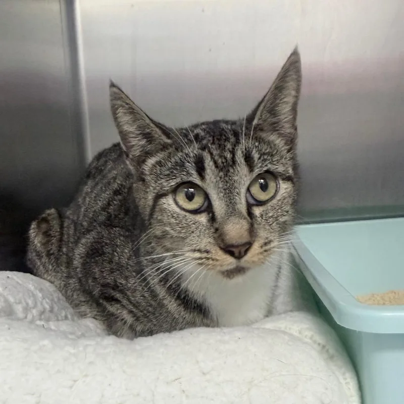 Superwoman thumbnail 2