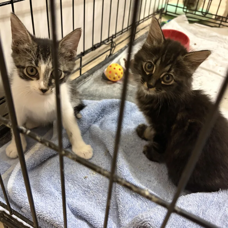 A baby small-sized female Tabby (Gray / Blue / Silver) Domestic Long Hair cat named Smokey & Bandit for adoption in Liverpool, TX