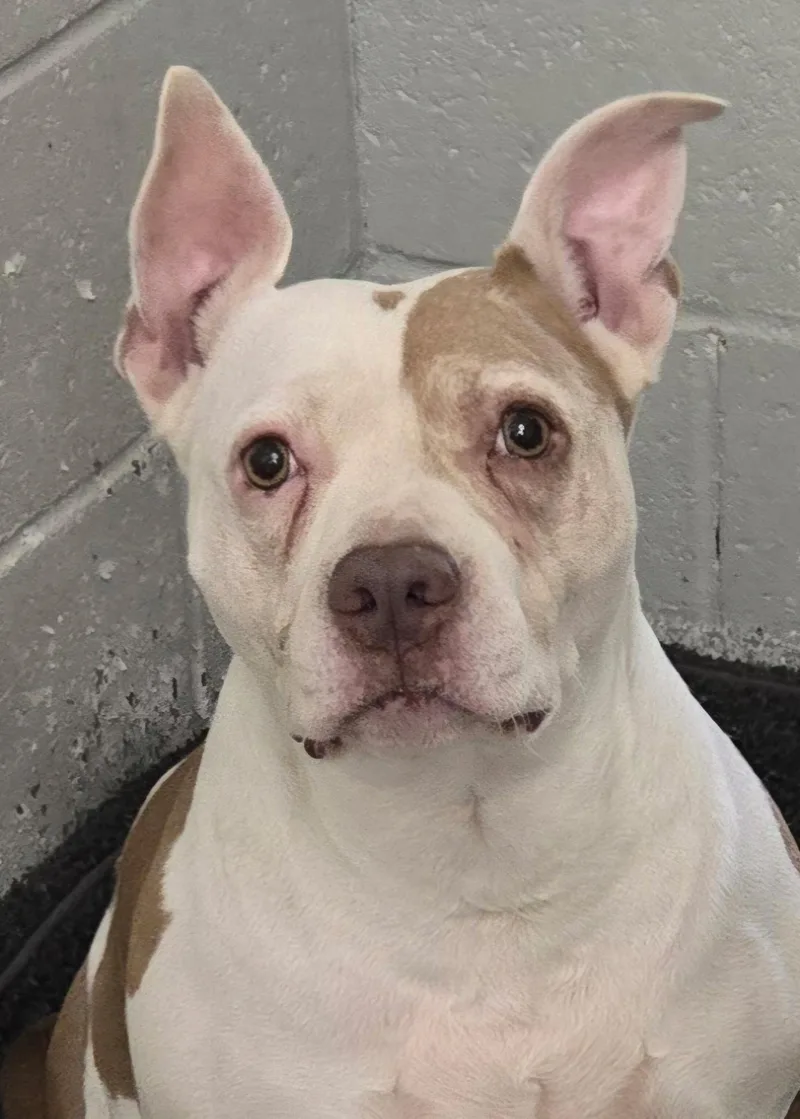 An adult large-sized female Pit Bull Terrier dog named Bellisima for adoption in Warwick, NY
