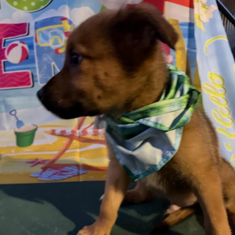 A baby small-sized male Brown / Chocolate Boxer dog named Bear for adoption in Aledo, TX