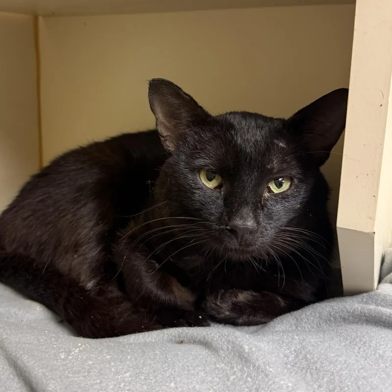 An adult large-sized male Black Domestic Short Hair cat named Skip for adoption in South Elgin, IL