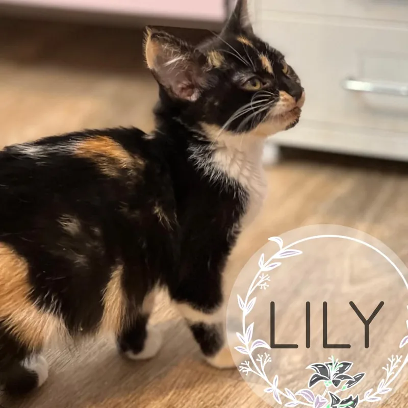 Lily thumbnail 3